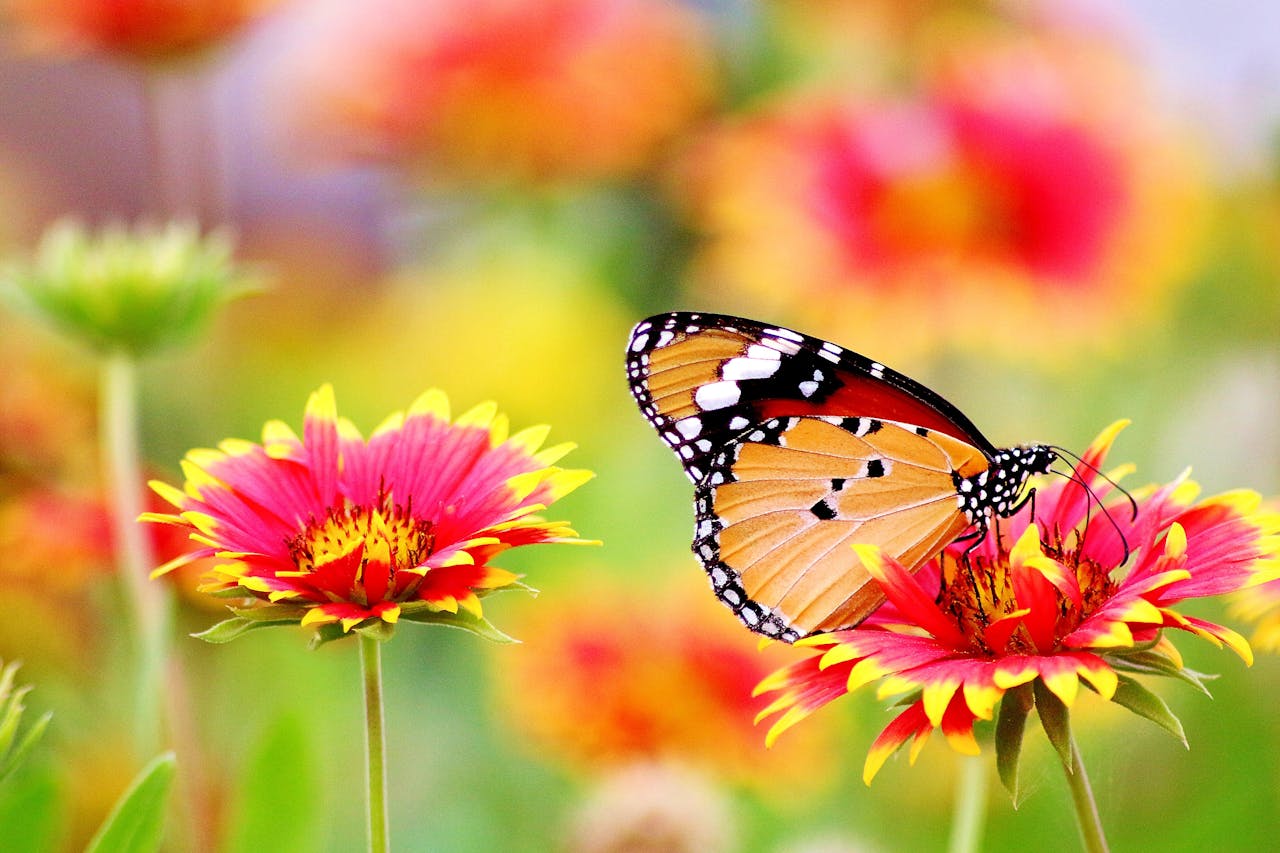 Fleurs melliferes
